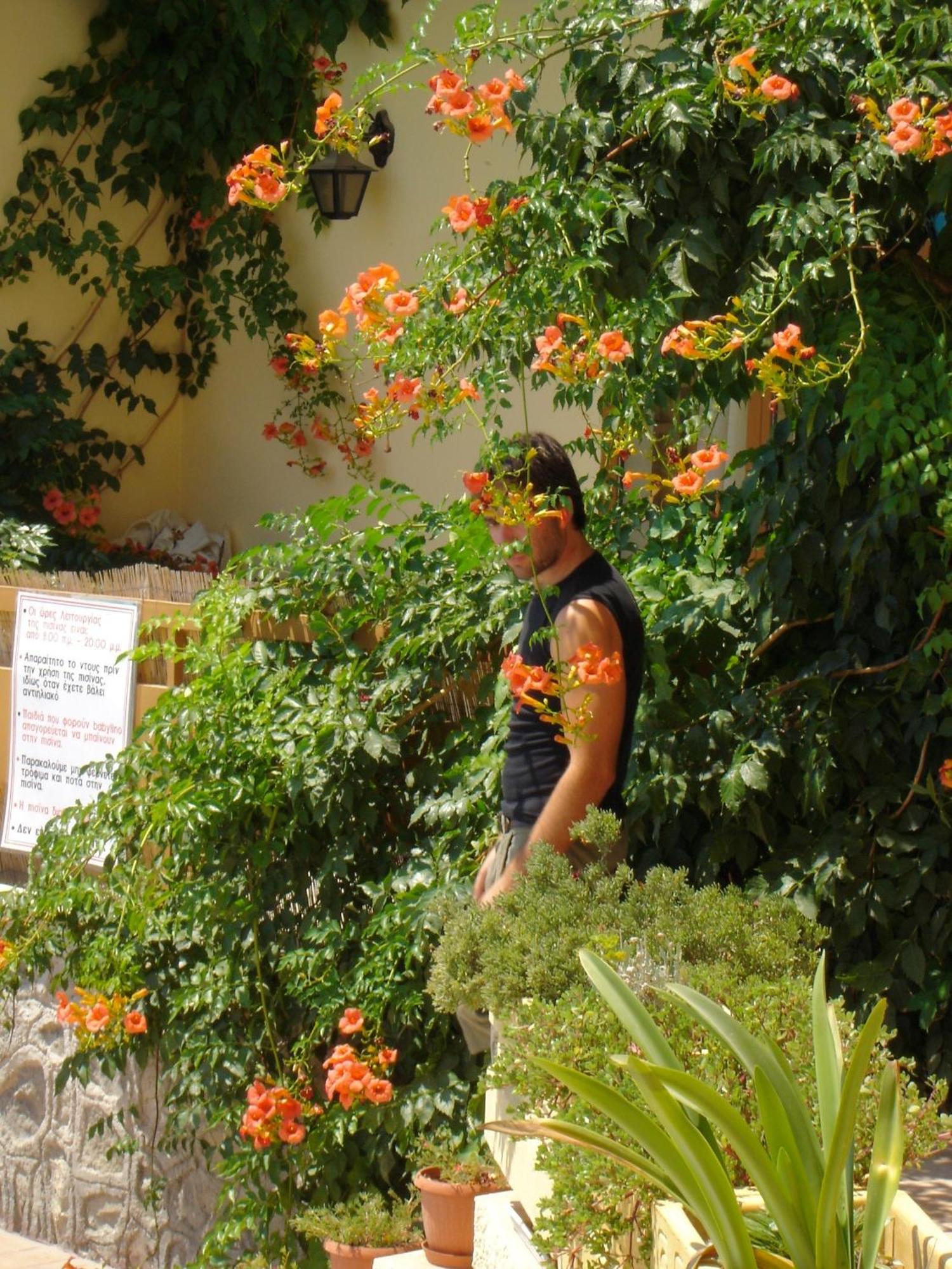 Hotel Afea Agia Marina (Aegina) Exterior foto